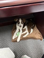 Found/Stray Male Dog last seen Briar Grove and River Hill, Dallas, TX 75287