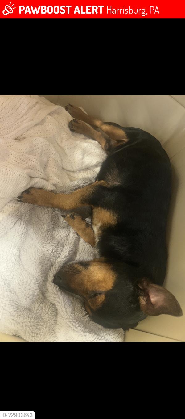 Lost Male Dog last seen Near kensighton st, Harrisburg, PA 17104