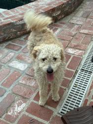 Found/Stray Male Dog last seen Oxnard and Mammoth, Los Angeles, CA 91401