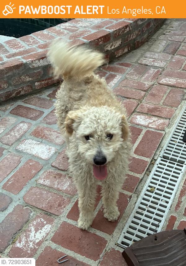 Found/Stray Male Dog last seen Oxnard and Mammoth, Los Angeles, CA 91401