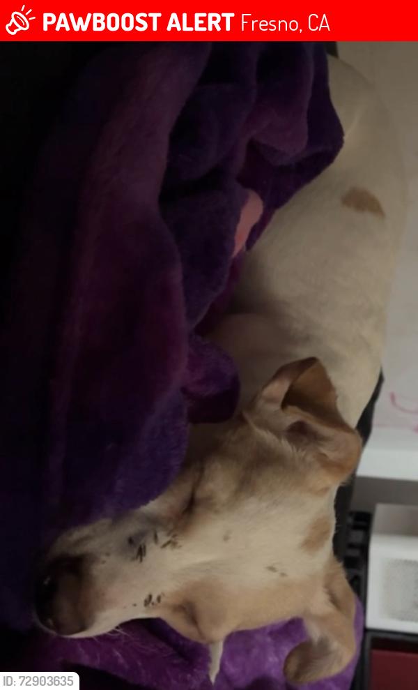 Lost Female Dog last seen Clinton&brawley, Fresno, CA 93722
