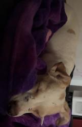 Lost Female Dog last seen Clinton&brawley, Fresno, CA 93722