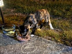 Reunited Male Cat last seen East Spencer field and North Spencer Field , Pace, FL 32571
