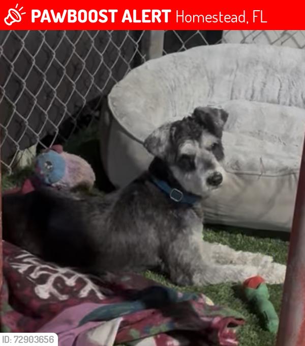 Lost Male Dog last seen 7st Florida City , Homestead, FL 33034