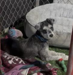 Lost Male Dog last seen 7st Florida City , Homestead, FL 33034