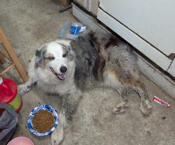 Reunited Male Dog last seen Nolan Rd near the railroad tracks, Sanford, FL 32773
