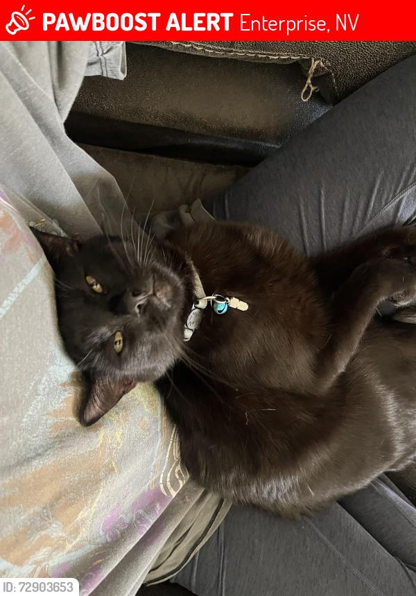 Lost Male Cat last seen Pebble and Gilespie, Enterprise, NV 89123