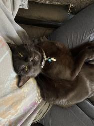 Lost Male Cat last seen Pebble and Gilespie, Enterprise, NV 89123