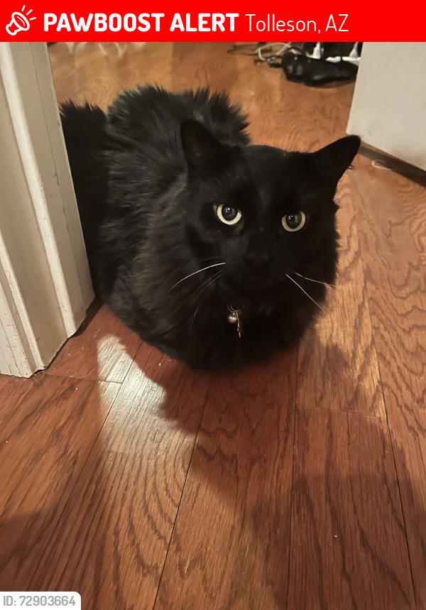 Lost Male Cat last seen 83rd and Lower Buckeye, Tolleson, AZ 85353