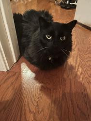Lost Male Cat last seen 83rd and Lower Buckeye, Tolleson, AZ 85353