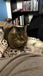 Lost Male Cat last seen Mill court & 146th pl, Portland, OR 97233