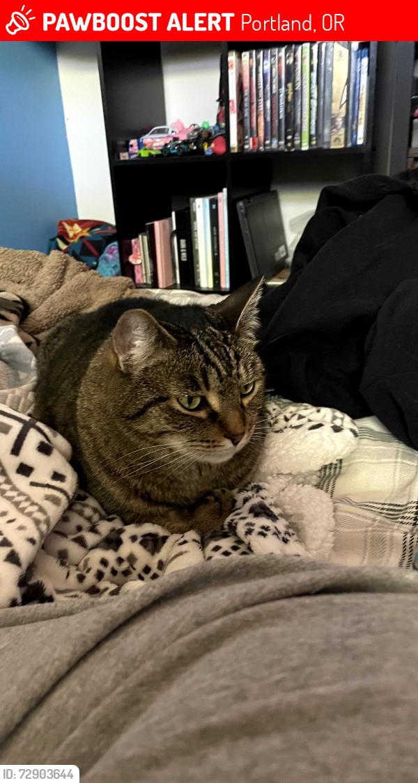 Lost Male Cat last seen Mill court & 146th pl, Portland, OR 97233