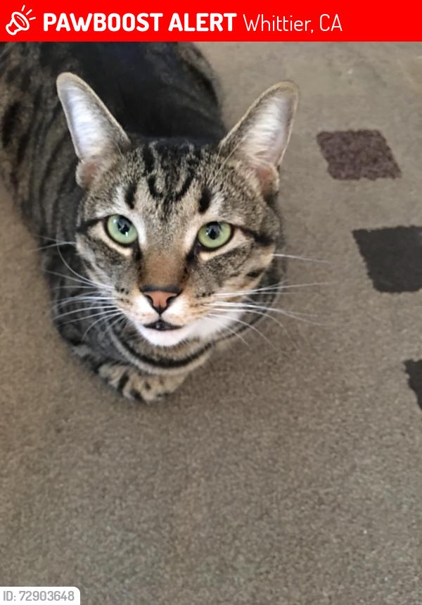 Lost Male Cat last seen Sundance Ave and Carmenita rd, Whittier, CA 90605