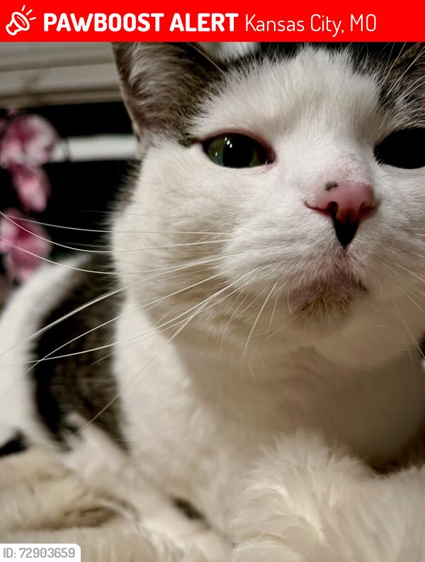 Lost Female Cat last seen 90th and wornall, Kansas City, MO 64114
