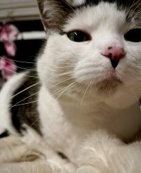 Lost Female Cat last seen 90th and wornall, Kansas City, MO 64114