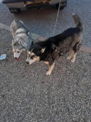 Found/Stray Unknown Dog last seen Golf Links and Prudence, Tucson, AZ 85710