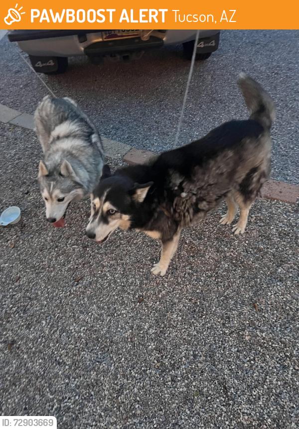 Found/Stray Unknown Dog last seen Golf Links and Prudence, Tucson, AZ 85710