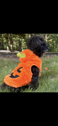 Lost Male Dog last seen Shirley rd, Lancaster, MA 01523