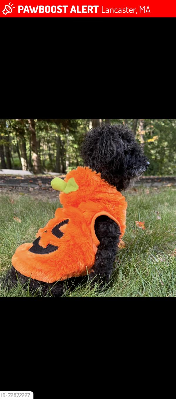 Lost Male Dog last seen Shirley rd, Lancaster, MA 01523