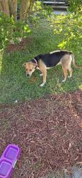 Reunited Female Dog last seen Battle Ridge Neighborhood 27610, Raleigh, NC 27610