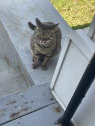 Found/Stray Unknown Cat last seen 18th & Newton NW (Mt Pleasant), Washington, DC 20010