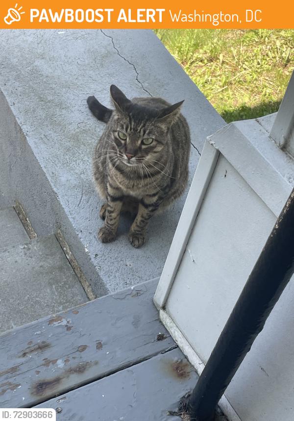 Found/Stray Unknown Cat last seen 18th & Newton NW (Mt Pleasant), Washington, DC 20010
