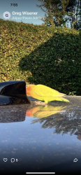 Found/Stray Unknown Bird last seen Alipaz/Paseo adelanto, San Juan Capistrano, CA 92675