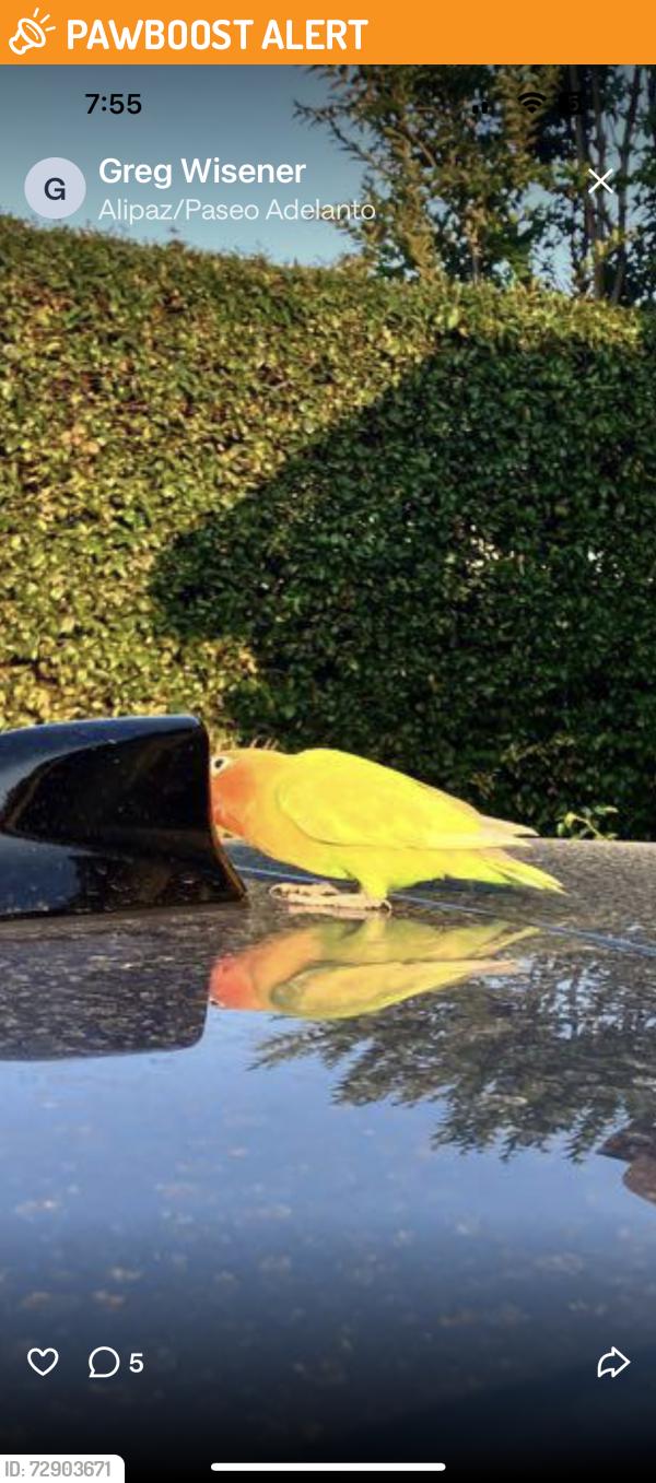 Found/Stray Unknown Bird last seen Alipaz/Paseo adelanto, San Juan Capistrano, CA 92675