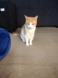 Lost Male Cat last seen Near Illinois Ave, Holton, KS 66436