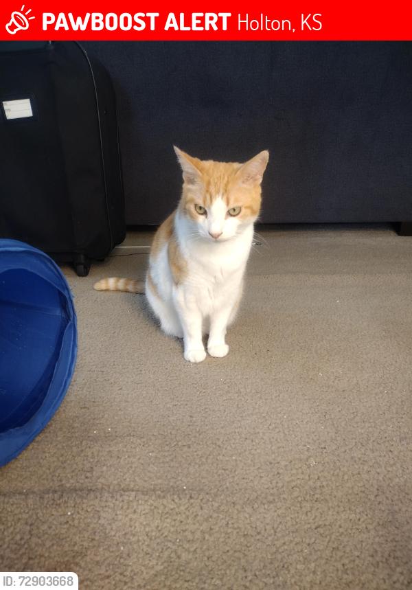 Lost Male Cat last seen Near Illinois Ave, Holton, KS 66436
