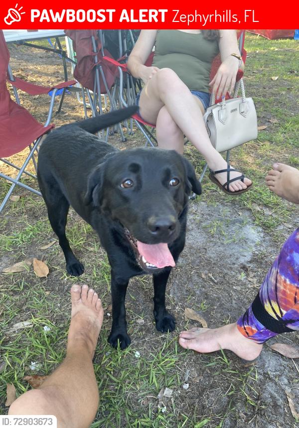Lost Female Dog last seen 23rd and north ave, Zephyrhills, FL 33542