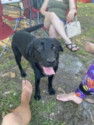 Lost Female Dog last seen 23rd and north ave, Zephyrhills, FL 33542