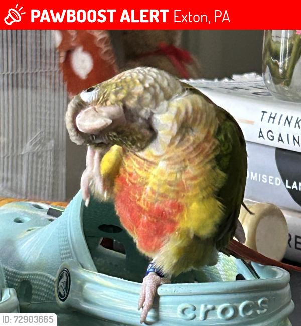 Lost Female Bird last seen Crump Rd, Exton, PA 19341