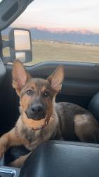 Reunited Female Dog last seen Near Malad street , Boise, ID 83705