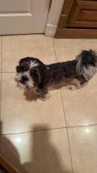 Reunited Male Dog last seen veterans , Pharr, TX 78577