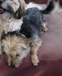 Lost Male Dog last seen Borderland and Doniphan, El Paso, TX 79932