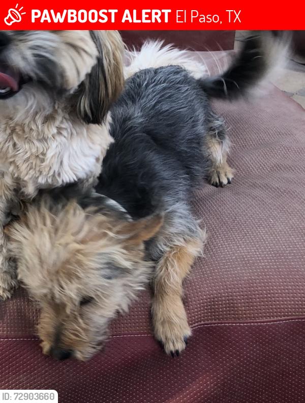 Lost Male Dog last seen Borderland and Doniphan, El Paso, TX 79932
