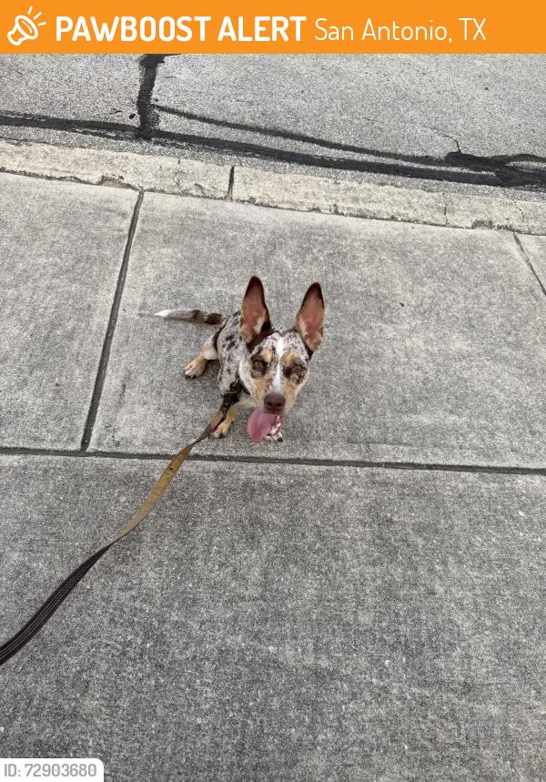 Found/Stray Female Dog last seen Rivermist Subdivision or Fieldstone, San Antonio, TX 78249