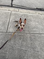 Found/Stray Female Dog last seen Rivermist Subdivision or Fieldstone, San Antonio, TX 78249