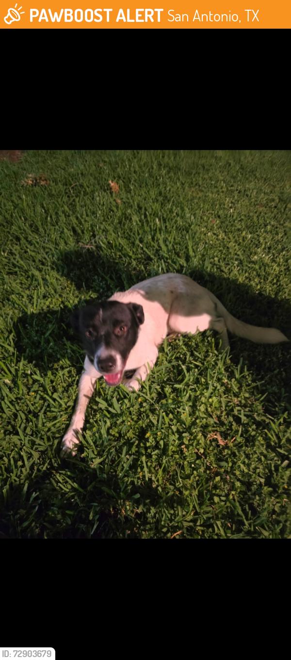 Found/Stray Male Dog last seen Castle Glade near Midcrown off Eisenhower rd, San Antonio, TX 78218