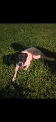 Found/Stray Male Dog last seen Castle Glade near Midcrown off Eisenhower rd, San Antonio, TX 78218