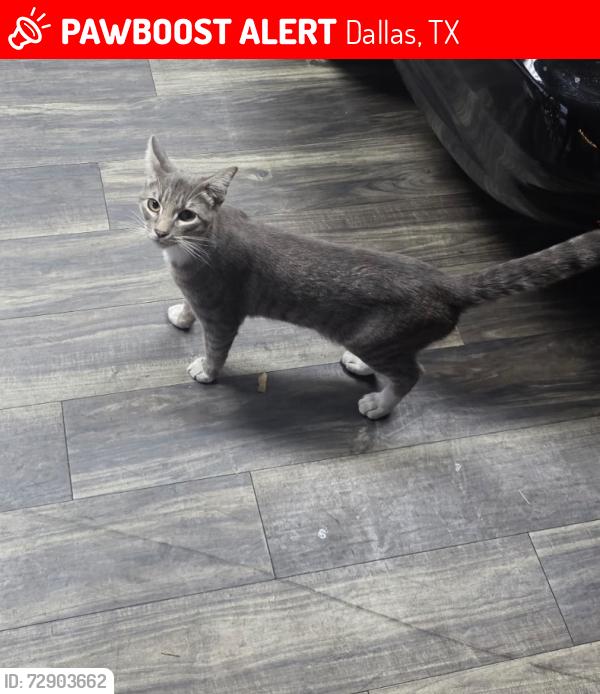 Lost Male Cat last seen E northwest hwy and Ferndale St ( lake highway ) , Dallas, TX 75218
