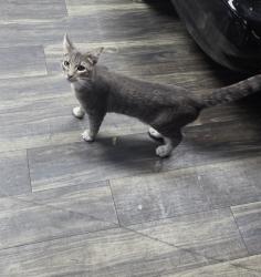 Lost Male Cat last seen E northwest hwy and Ferndale St ( lake highway ) , Dallas, TX 75218