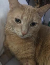 Lost Male Cat last seen W Centennial Parkway and N Commerce Street, North Las Vegas, NV 89031