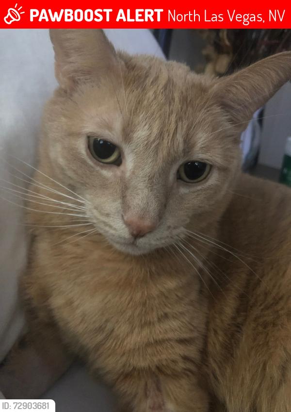 Lost Male Cat last seen W Centennial Parkway and N Commerce Street, North Las Vegas, NV 89031