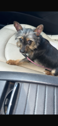 Lost Female Dog last seen hse, Hollywood, FL 33021