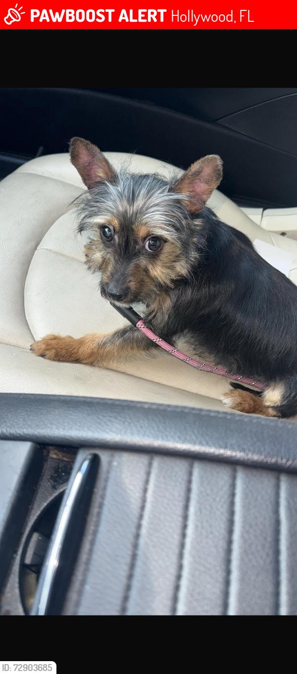 Lost Female Dog last seen hse, Hollywood, FL 33021