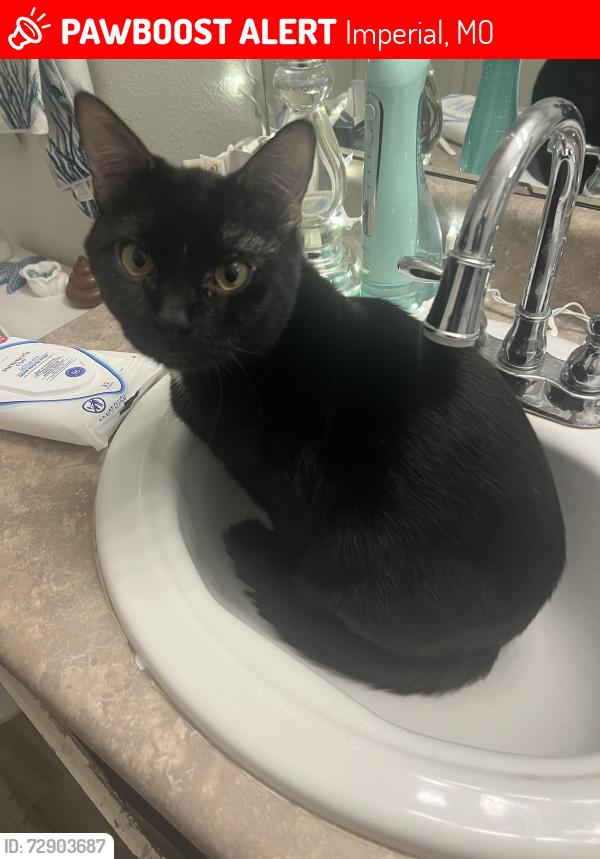 Lost Male Cat last seen Lakewood landing, miller rd, Imperial, MO 63052