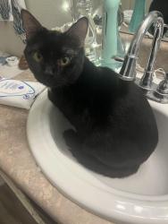 Lost Male Cat last seen Lakewood landing, miller rd, Imperial, MO 63052