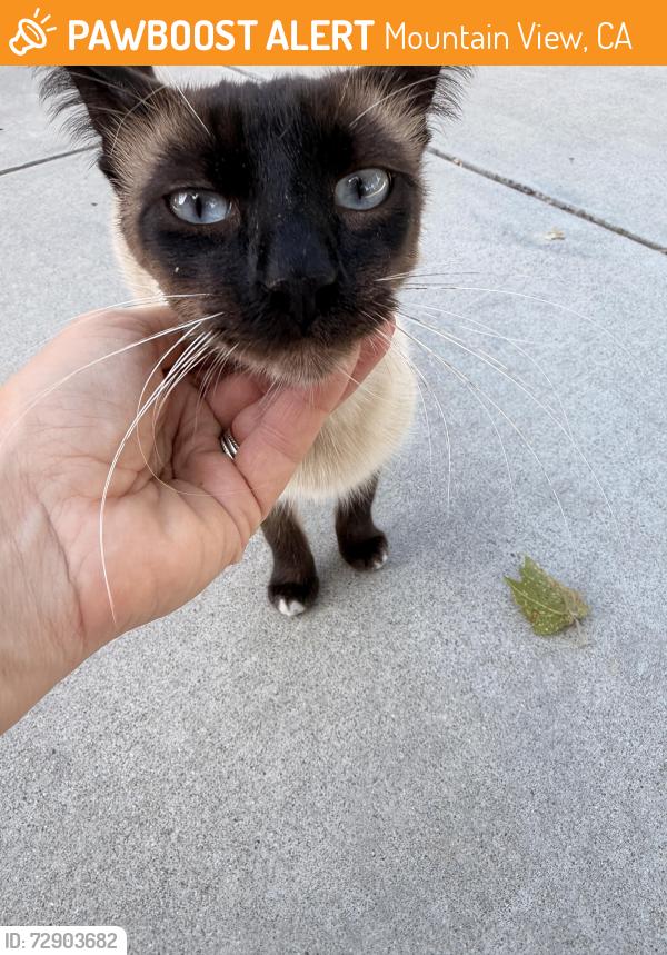 Found/Stray Unknown Cat last seen Burgoyne Street , Mountain View, CA 94043